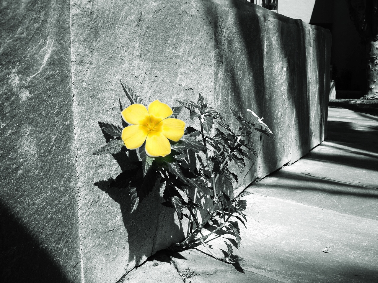 look for the cracks in the systems (and the concrete) and go ahead and bloom look for the cracks in the systems (and the concrete) and go ahead and bloom