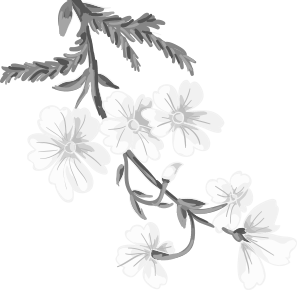 flora-flowers flora-flowers