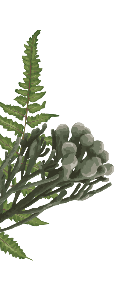 FLORA - SIDE ELEMENT 01